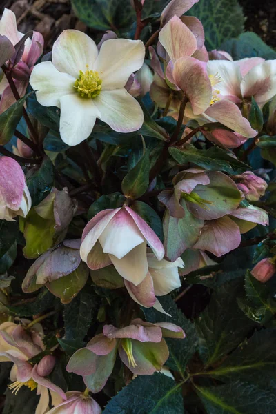 Hellébore Rose Avec Fleurs Bourgeons — Photo