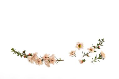 Yeni Zelanda Manuka Teatree çiçekler beyaz arka planda izole Bloom