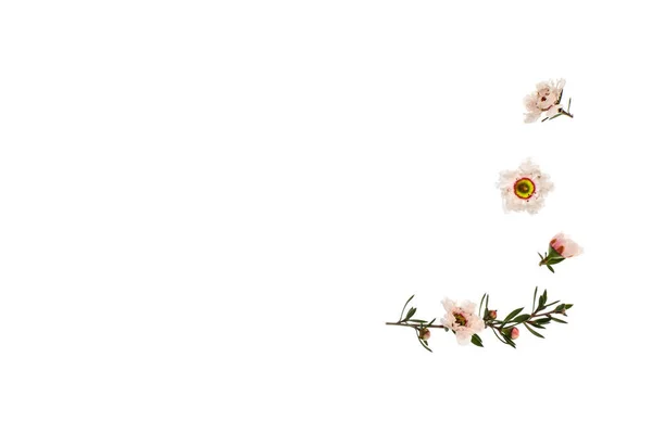 Branco Manuka Árvore Flores Fundo Branco Com Espaço Cópia Esquerda — Fotografia de Stock