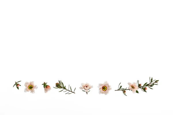 Kolekcja Białych Kwiatów Drzew Manuka Pąków Białym Tle Kopią Przestrzeni — Zdjęcie stockowe