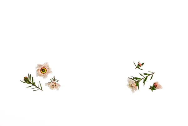 Крупный План Новозеландской Мануки Белые Цветы Почки Копировальным Пространством Посередине — стоковое фото
