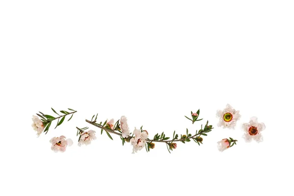 Білі Квіти Мануки Цвітіння Ізольовані Білому Тлі Пробілом Копіювання — стокове фото