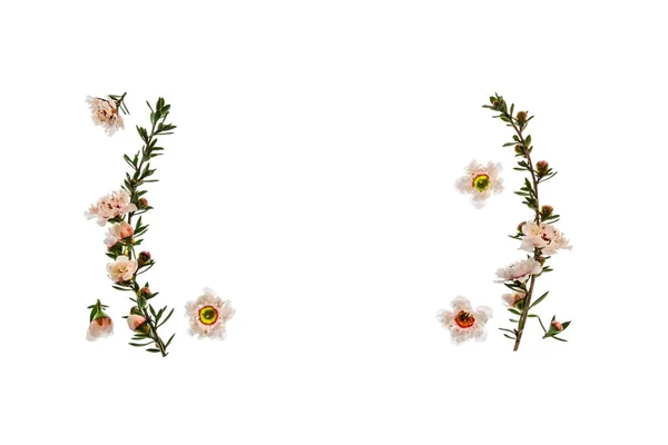 Biała Nowozelandzka Rama Kwiatów Drzewa Kopią Środku — Zdjęcie stockowe