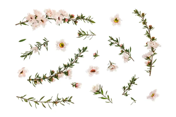 Beyaz Manuka ağaç çiçekler ve beyaz arka planda düzenlenmiş dallar closeup