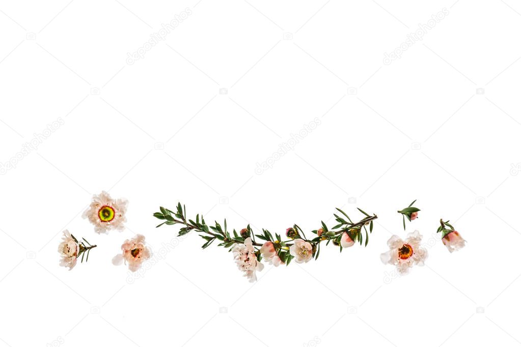New Zealand manuka tree flowers isolated on white background with copy space above