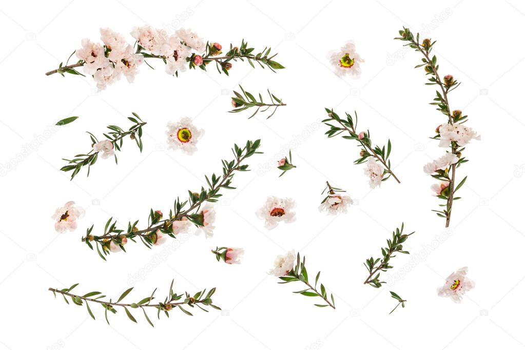closeup of white manuka tree flowers and twigs arranged on white background
