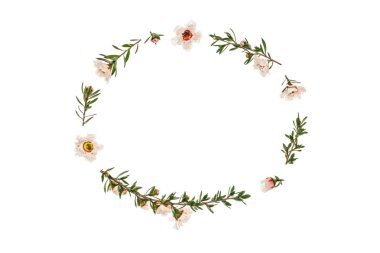 beyaz manuka ağacı çiçekleri nad dalları beyaz arka plan çerçeve 