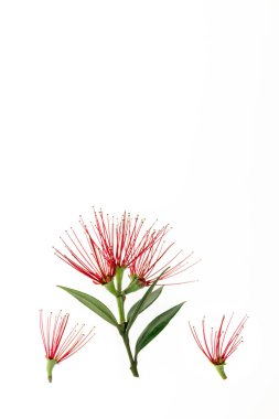 yukarıdaki kopya alanı ile kırmızı pohutukawa ağaç çiçekleri yakın çekim