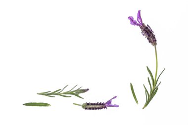 copyspace ile beyaz arka plan üzerinde Fransız lavanta çiçek ve tomurcukları yakın çekim