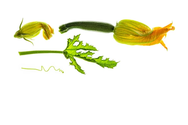 Nahaufnahme Von Frischen Zucchini Pflanzen Blumen Und Blättern Isoliert Auf — Stockfoto