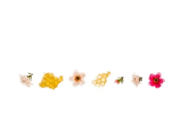 ピンクと白のマヌカの花と上のコピースペースとマヌカ蜂蜜 — ストック写真