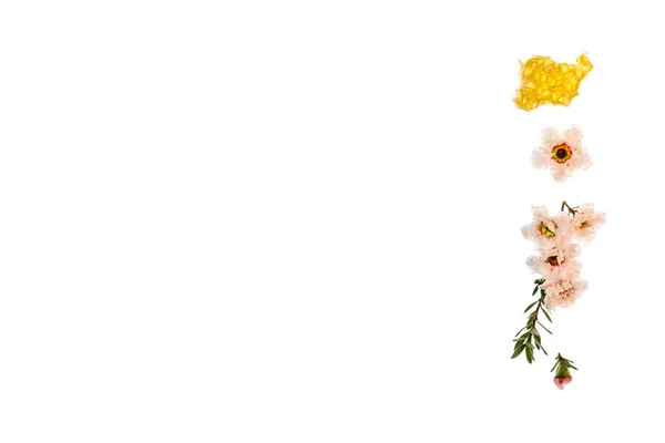 Czysty Miód Manuka Białymi Kwiatami Manuka Miejscem Kopiowania Lewo — Zdjęcie stockowe