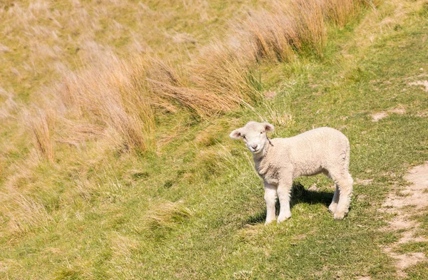 Closeup Curious Newborn Lamb Standing Grassy Meadow — Stock Photo, Image