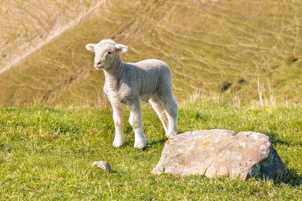 Zbliżenie Ciekawej Owieczki Stojącej Trawie Rozmytym Tłem Przestrzenią Kopiowania — Zdjęcie stockowe