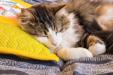 Sarı yastıkta uyuyan uzun saçlı tekir kedinin yakın çekimi.