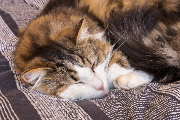 Primer Plano Gatito Tabby Cansado Relajarse Edredón Azul — Foto de Stock