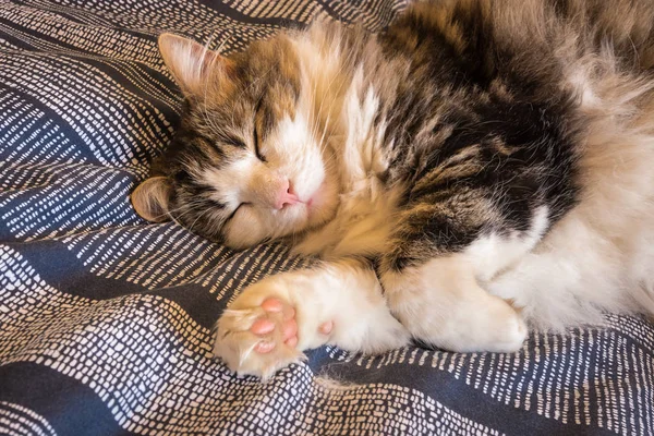 Tabby Katze Schläft Auf Bett Mit Blau Gestreiftem Bezug — Stockfoto