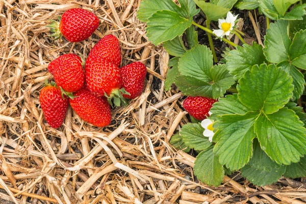 strawberry plant with ripe strawberries on straw in garden
