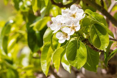 Armut ağacının çiçekleri, bulanık arkaplan ve boşluğu kopyala