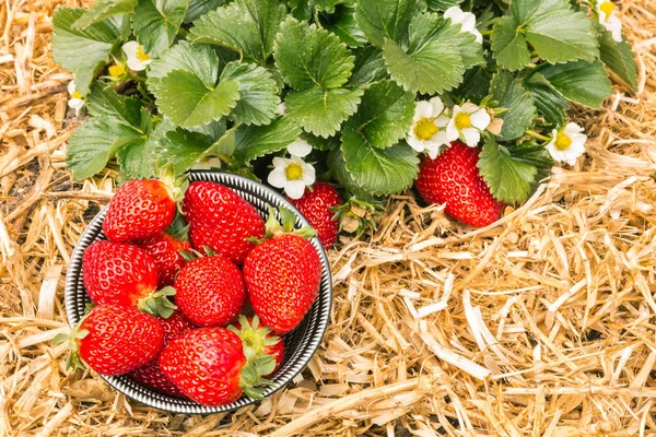 ripe strawberries in bowl with strawberry plant growing in organic garden