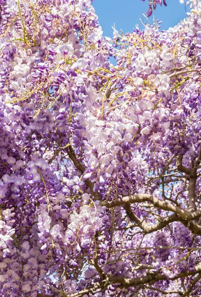 Крупный План Фиолетовых Японских Цветов Wisteria Расцвете Против Голубого Неба — стоковое фото