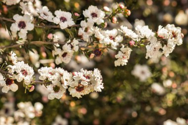 Çiçek ve tomurcuklu beyaz manuka ağacının dalına yakın çekim