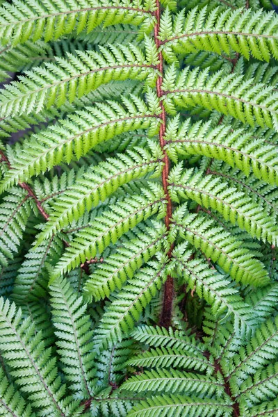 Closeup Fresh Green Silver Fern Fronds — Stockfoto