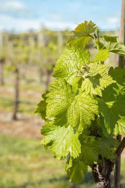 young vine leaves and shoots in vineyard with blurred background and copy space