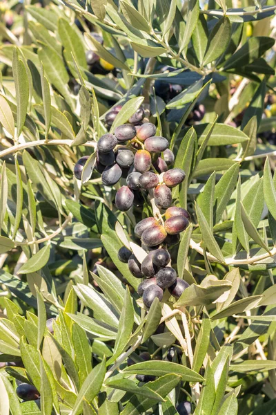 収穫時に熟したオリーブと黒オリーブの木 — ストック写真
