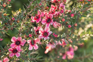 Yeni Zelanda manuka çalısı pembe çiçekli ve bulanık arkaplanlı