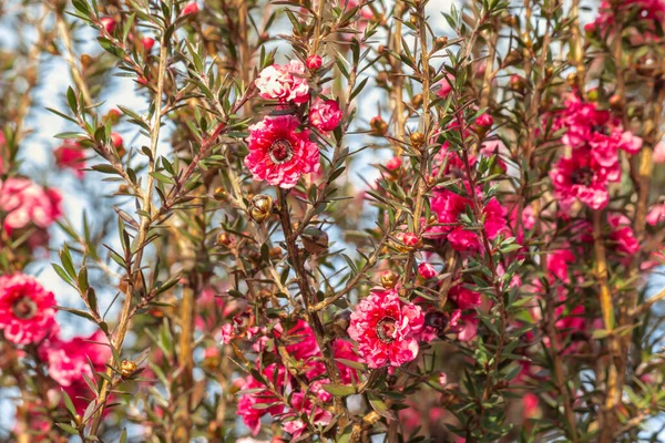 ピンクマヌカの木の花を青空に咲かせ — ストック写真