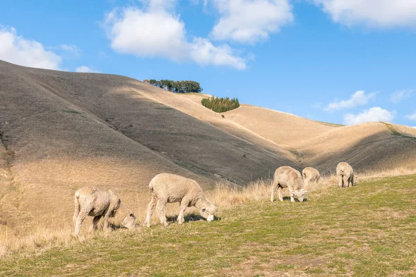 牧草地メリノ羊の群れとニュージーランドの農村風景 — ストック写真
