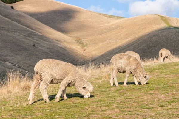 Closeup Της Βόσκησης Merino Πρόβατα Λοφώδες Τοπίο Στο Παρασκήνιο — Φωτογραφία Αρχείου