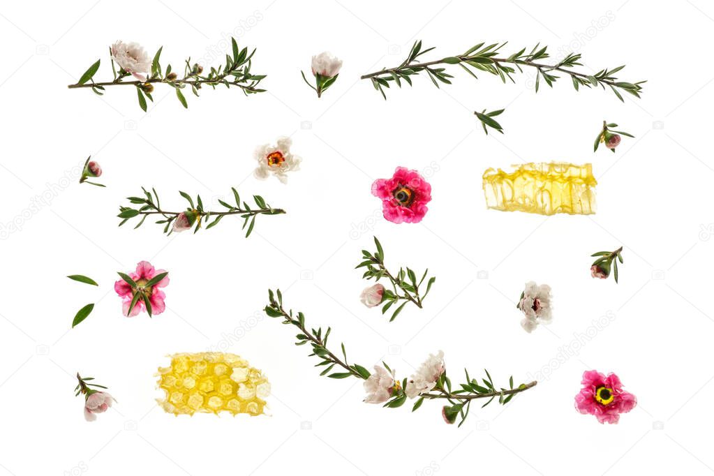 closeup of pink and white manuka tree flowers with honey isolated against white background