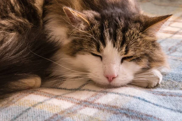 Портрет Уставшей Кошки Спящей Шерстяном Одеяле — стоковое фото