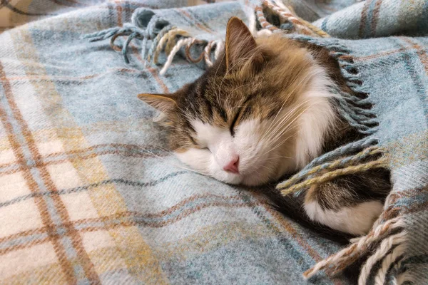 Detailní Záběr Kočky Spící Pod Vlněnou Přikrývkou Kopírovacím Prostorem Vlevo Stock Fotografie