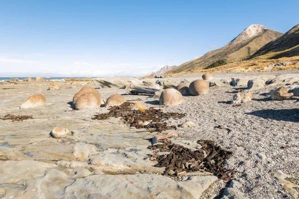 Pláž Ward Pískovcovými Balvany Řasami Marlborough Jižní Ostrov Nový Zéland — Stock fotografie