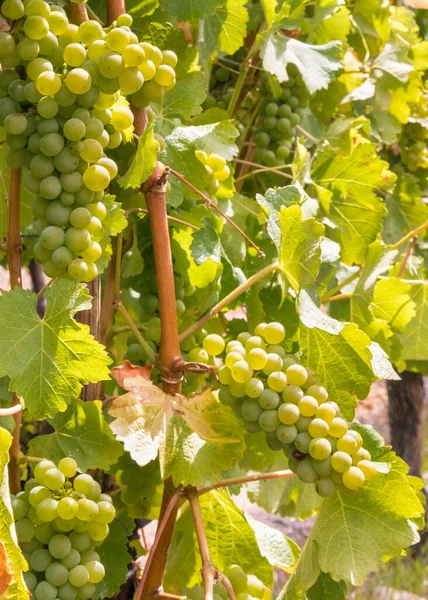 Pęczki Dojrzałych Winogron Pinot Gris Winnicy Zamazanym Tłem — Zdjęcie stockowe