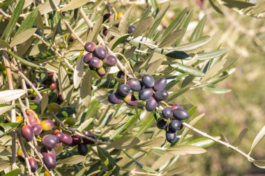 Hasat zamanı zeytin ağacında olgunlaşan siyah İspanyol zeytinliği.