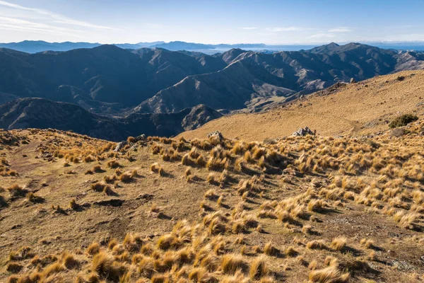 Tussock Rostoucí Svazích Nad Awatere Valley Marlborough Jižní Ostrov Nový — Stock fotografie