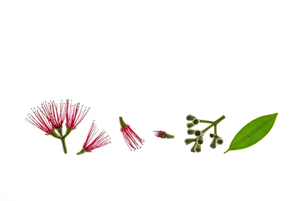 Nowa Zelandia Choinka Kwiaty Pąki Izolowane Białym Tle Miejsca Kopiowania — Zdjęcie stockowe