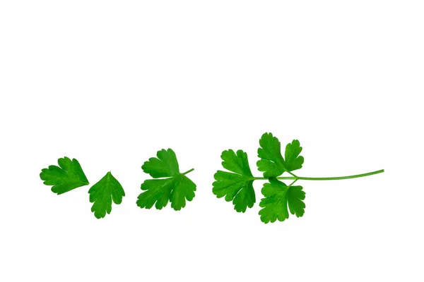 新鮮な緑のイタリアのパセリの葉のセットコピースペースと白の背景に行に配置 — ストック写真
