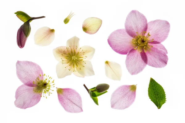 Růžové Bílé Hellebore Květiny Bílém Pozadí — Stock fotografie