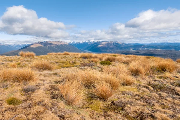 grassy hill in Nelson Lakes National Park with blue skies and copy space, New Zealand