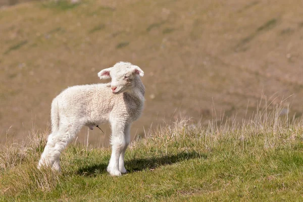 Closeup Bleating Newborn Lamb Standing Grass Blurred Background Copy Right — Stock Photo, Image