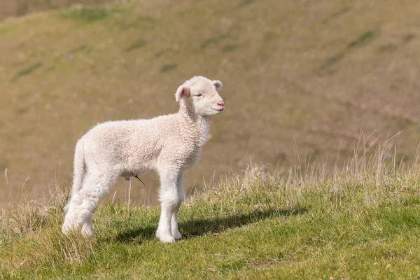 Újszülött Bárány Áll Füves Dombon Homályos Háttér Másolás Tér — Stock Fotó