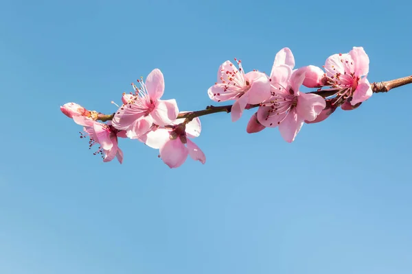 Růžové Broskvoně Květy Květu Izolované Proti Modré Obloze Kopírovacím Prostorem — Stock fotografie