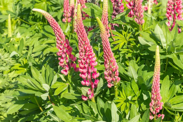 Pembe çiçekli bir lupinus bitkisine yakın plan ve bulanık arka plan