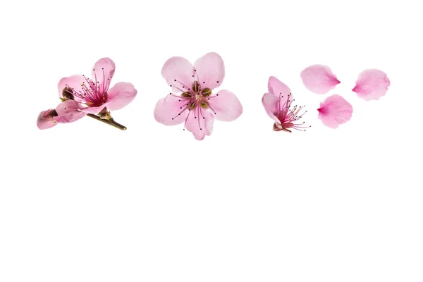 Cseresznyevirág Virágos Elszigetelt Fehér Háttér Másolási Hely Alatt — Stock Fotó
