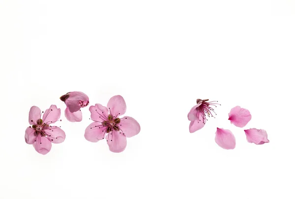 上のコピースペースで孤立した桜の花を閉じて — ストック写真